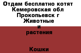 Отдам бесплатно котят - Кемеровская обл., Прокопьевск г. Животные и растения » Кошки   . Кемеровская обл.,Прокопьевск г.